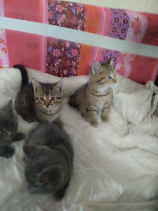 Котята британские