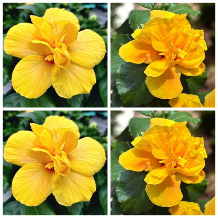 Butas(Răsad) Trandafir Japonez Hibiscus Sinensis,Rosu,Roz,Alb,Mov,Galb