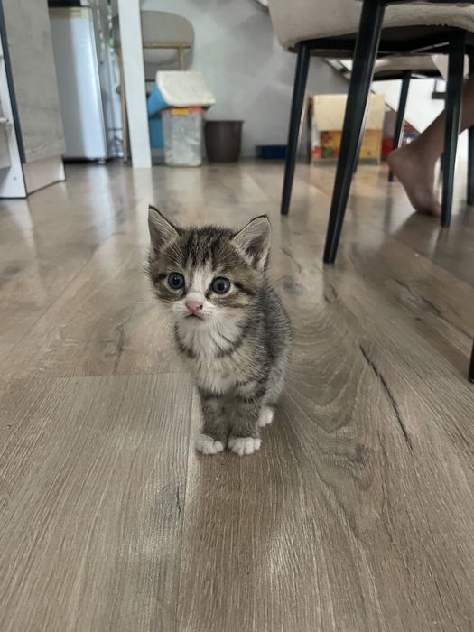 Котята месячные в добрые руки