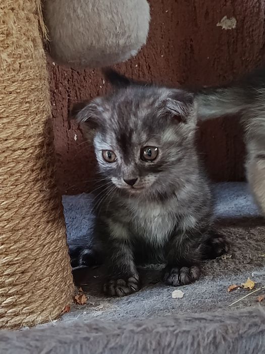 Котята вислоушки