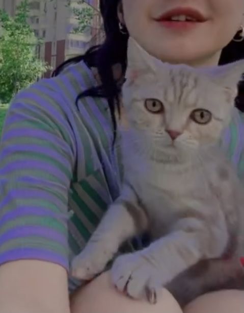 Любимый котёнок