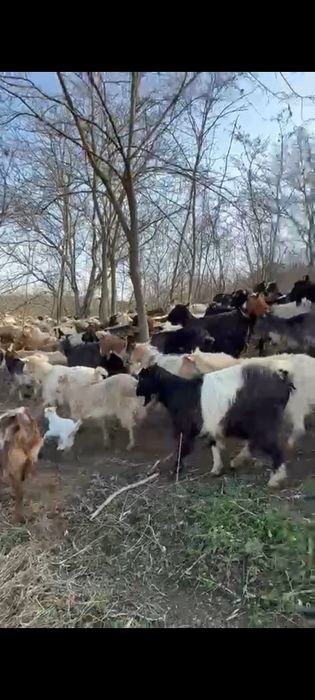 Capre și oi de vânzare
