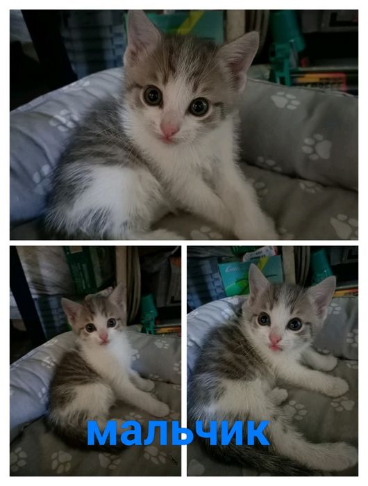 Котята очень ласковые