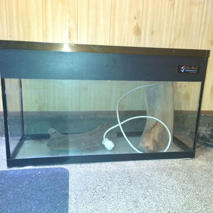 Acvariu Cleo 70cm.
