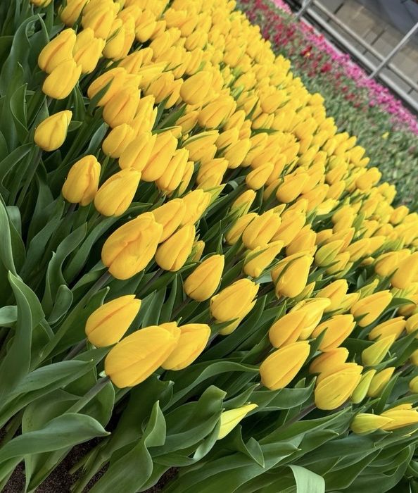 Тюльпаны тюльпаны