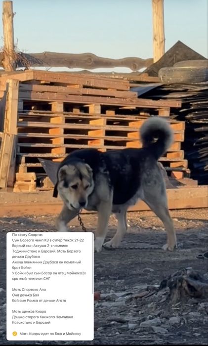 Щенки алабая на продаже
