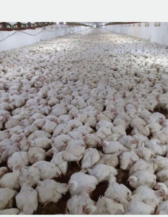 Vand pui albi de carne si pui rasă mixtă