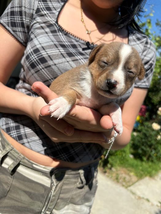 Cățeluși pentru adopție