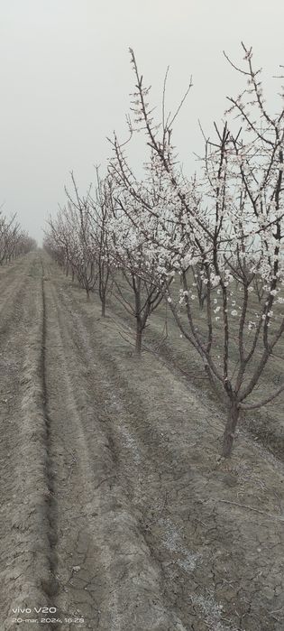 Mevali daraxtlarga shakl berish xizmati