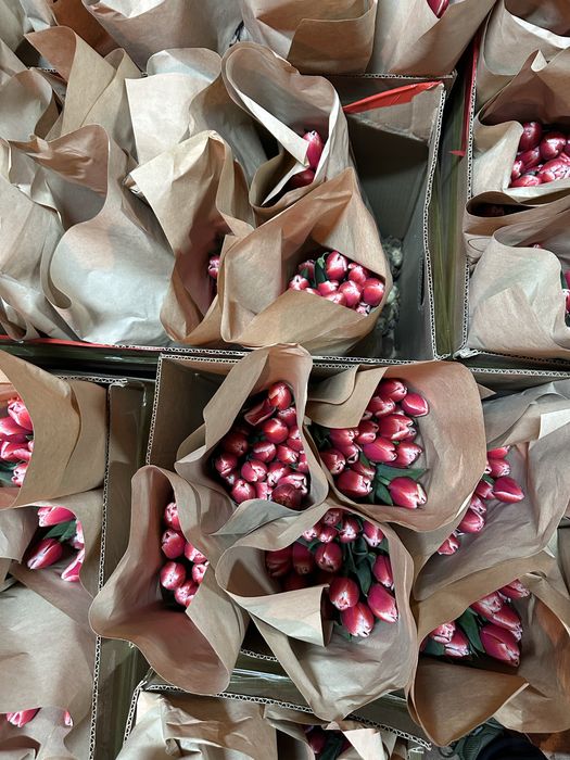 Тюльпаны голандские рост 50-60 см