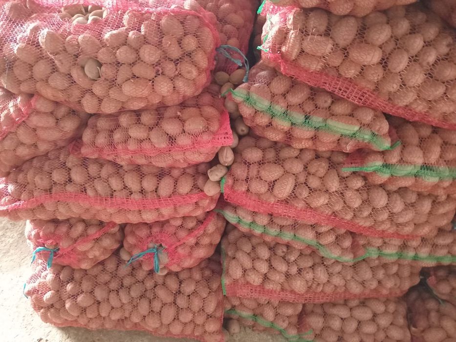 Cartofi roșii de sămânța