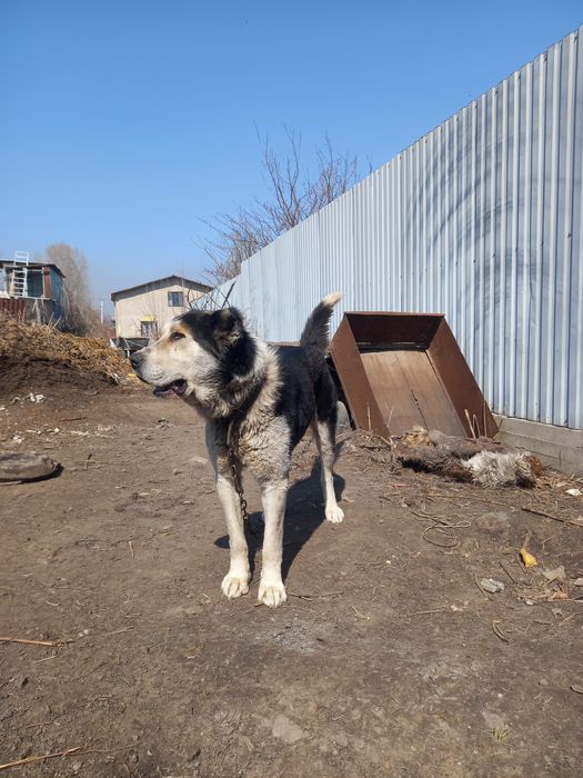 Алабай еркек кабель