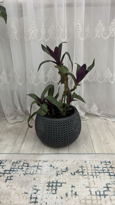 Гүлдер сатылады