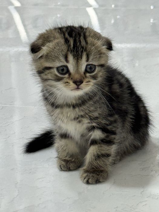 Продаються породистые котята (шотланские вислоухие) 5 котят