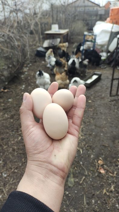 Куры брамо разный окрас