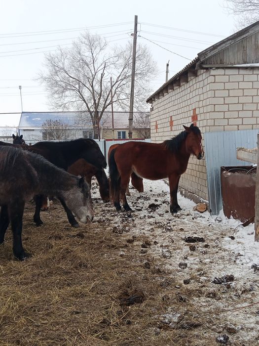 Продается кабылка