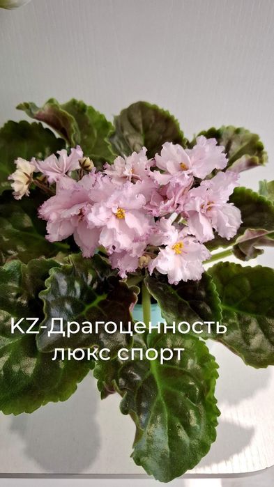 Продам сортовые, цветущие фиалки