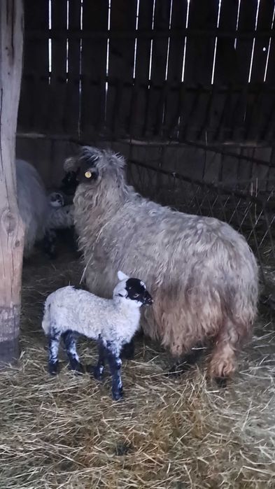 Miei din 2 de vanzare