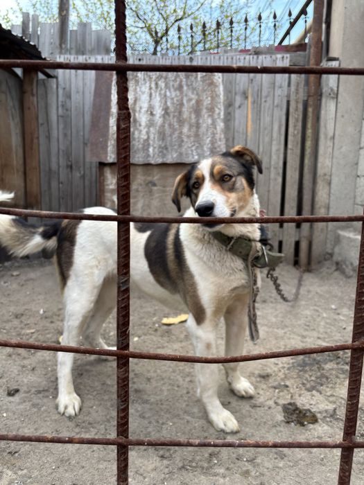 Отдам даром девочка