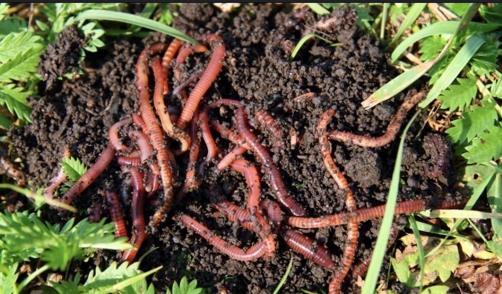 Калифорния қизил чувалчанглари