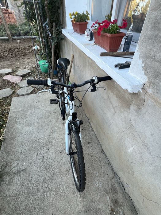 Коело леопард 24