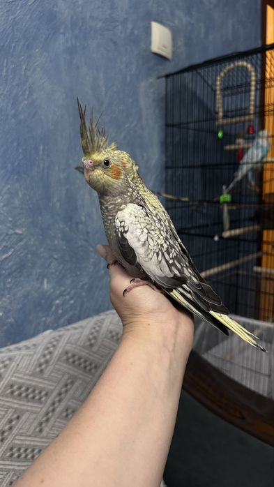 Попугай корелла птенец