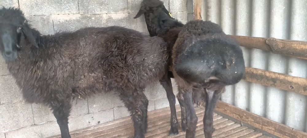 Қошқарлар сатылады