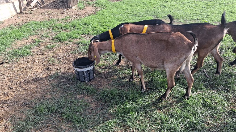 Vand capre anglonubiene