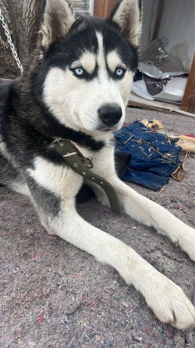 Пропала собака породы Хаски