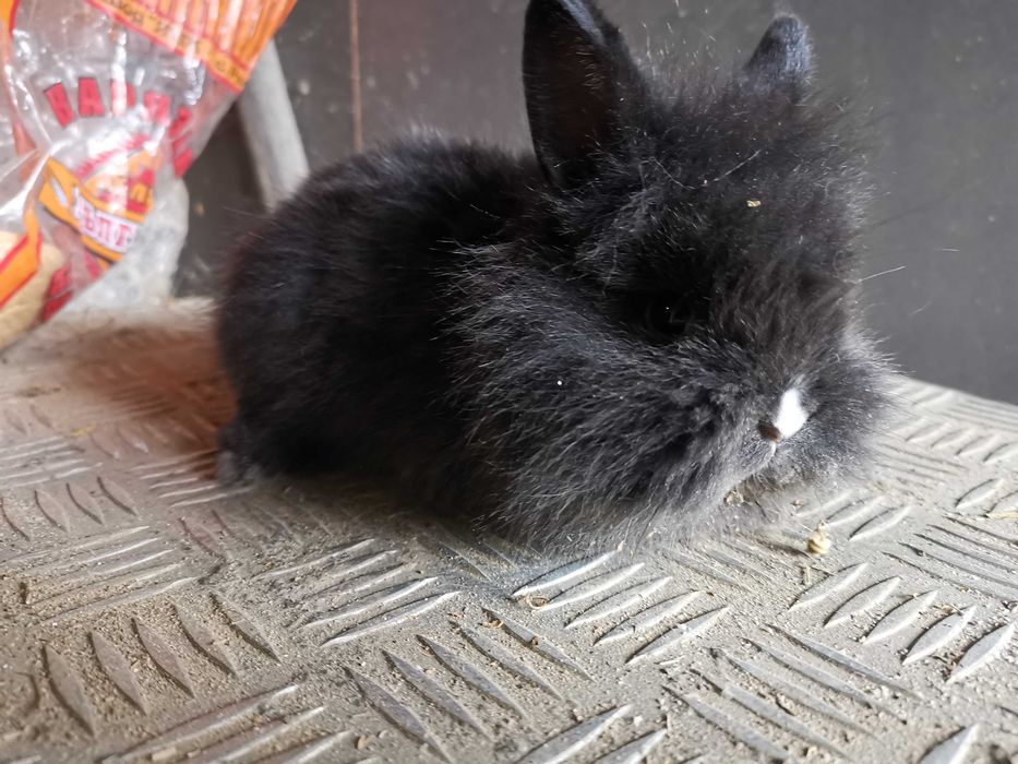 Декоративни мини зайчета