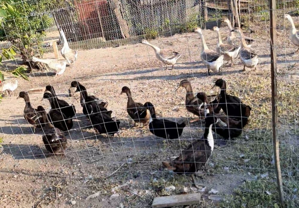 6 rațe 1+5 vârsta 5 luni