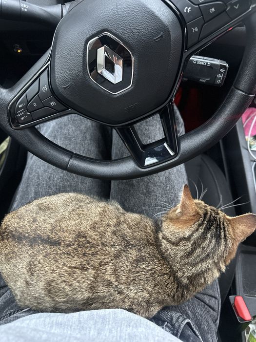 Pisicuță pentru adoptie