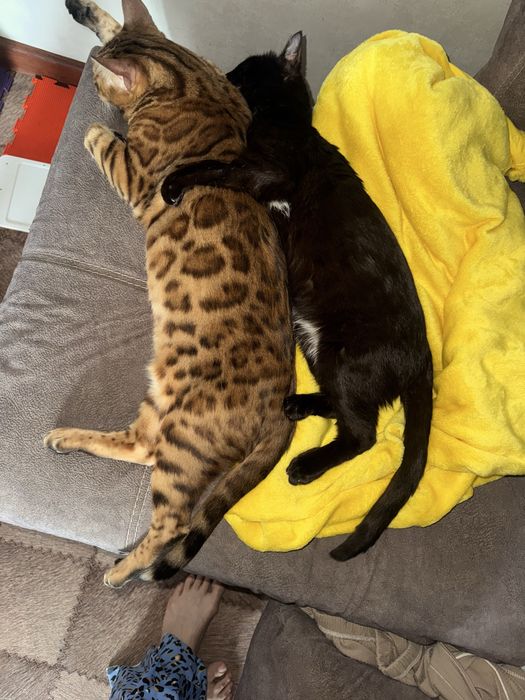 Бенгалки девочьки только вместе, читайте внимательно описание