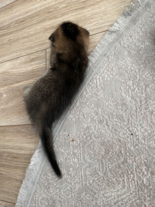 Котенок шотладский вислоухий