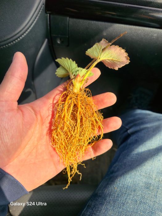 Продажа рассады клубники