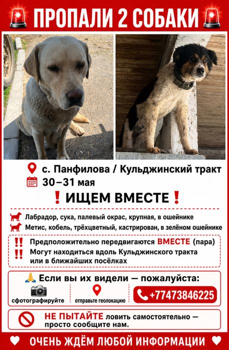 ПРОПАЛИ собаки Лабрадор!