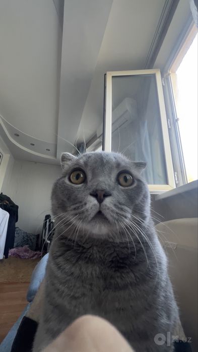 Scottish Fold Original