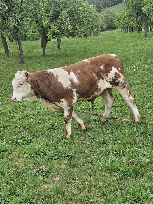 Vand Tauras de 7  luni, Baltata Romaneasca