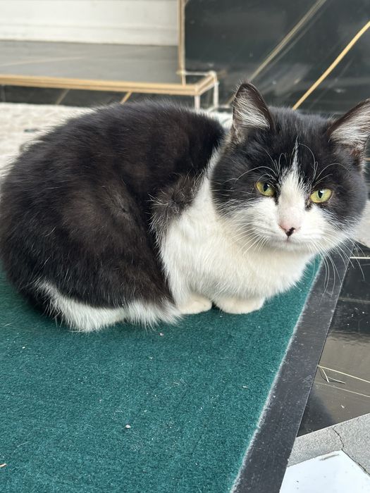 Mushuk tekinga beriladi domshniy qo’lga o’rgangan