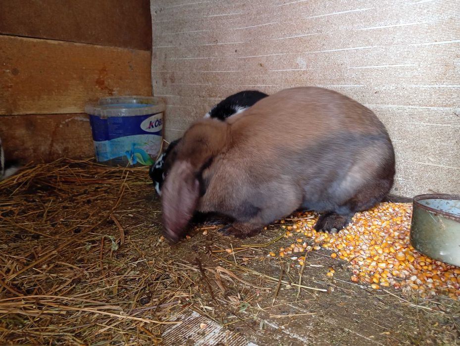 Iepuri fluture german și berbec german