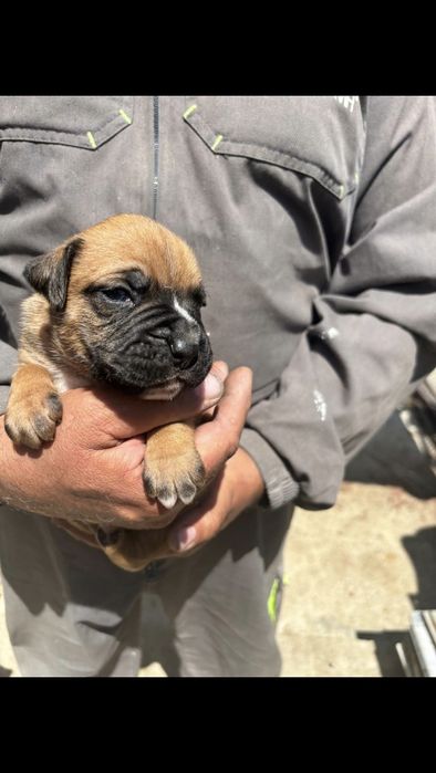 Catel Boxer German