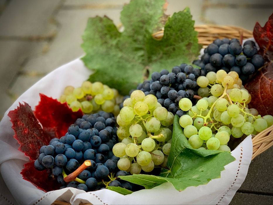 Vând Struguri de Masă și Vin – Producție Proprie Drăgășani (Ștefănești)