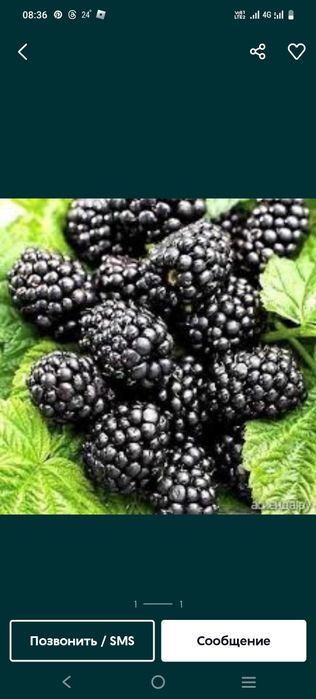 Продам ежемалину, вкусную , сладкую .