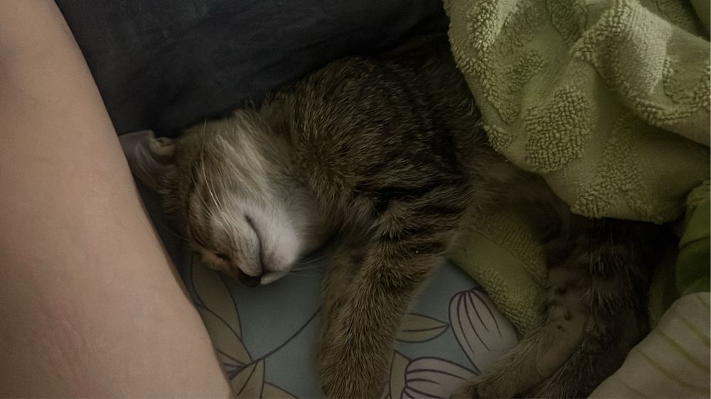Котенок девочка 2 мес