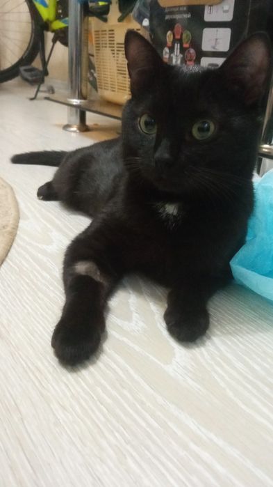 Котик потеряшка ищет своих хозяев