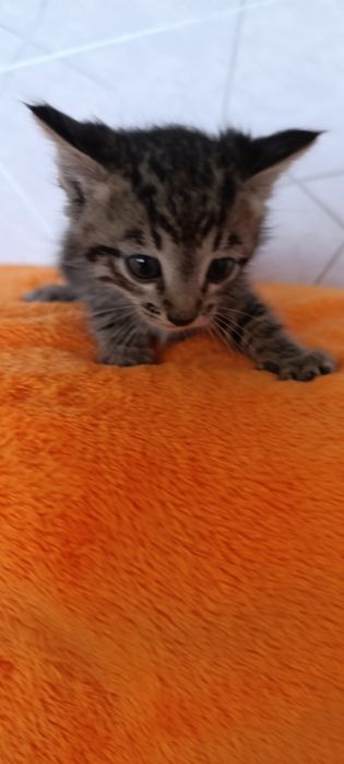 В добрые руки котят
