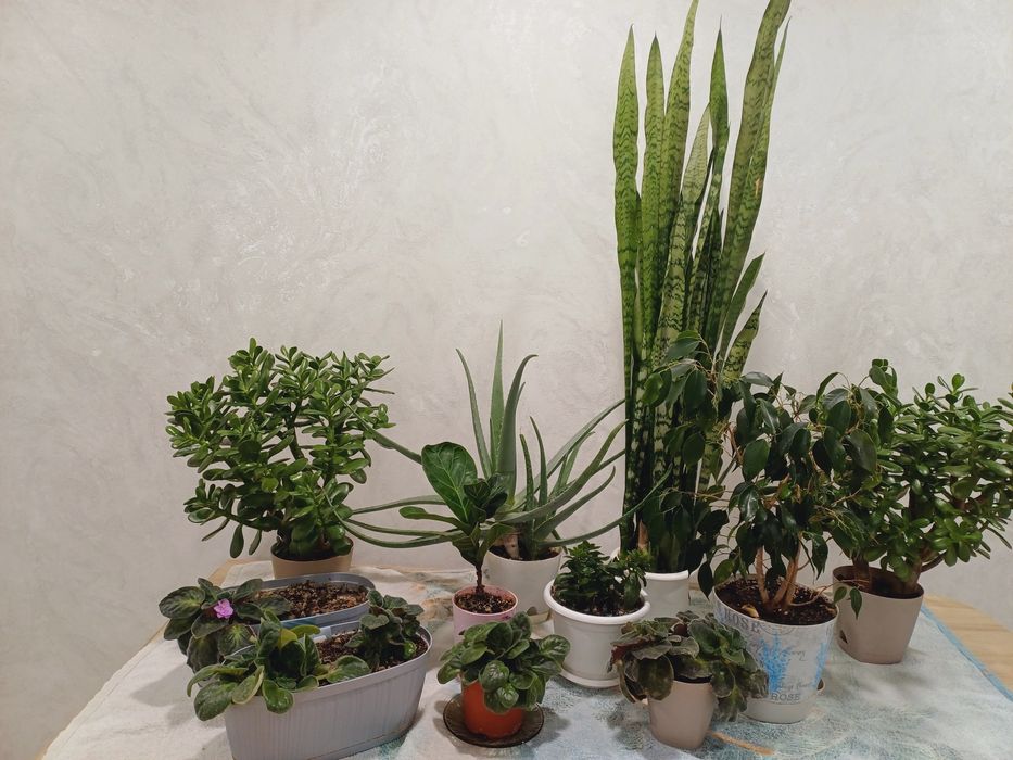 Продам домашние цветы