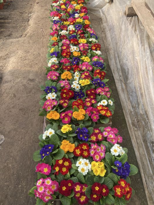 Mavsumiy gullar primula