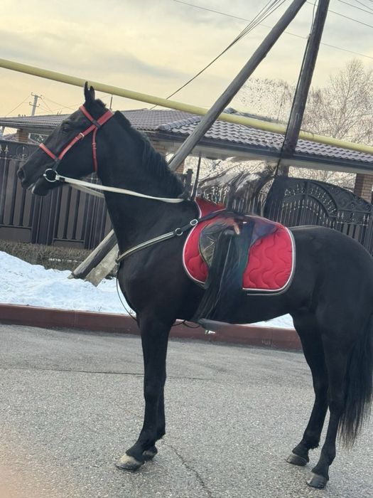 Продам Орловского рысака кобыла 3 лет