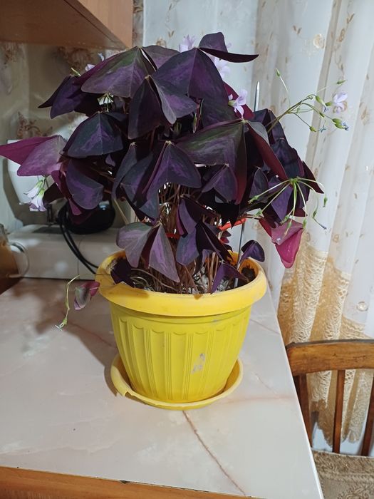 Цветы комнатные.